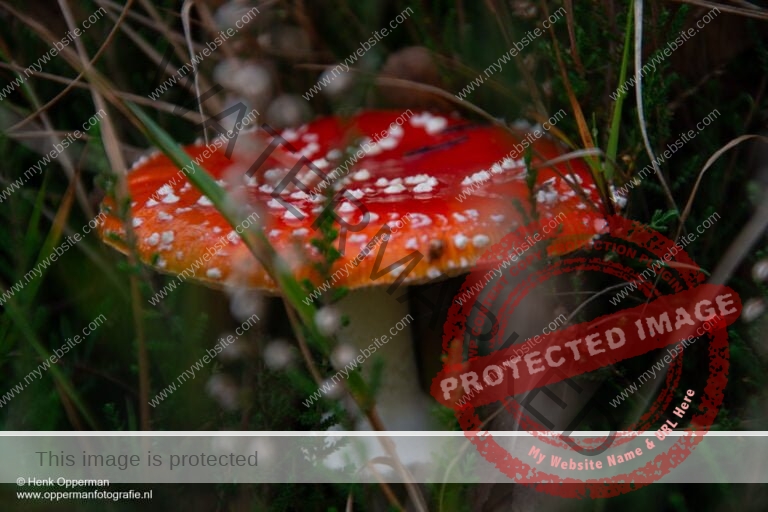 Vliegenzwam - Amanita muscaria