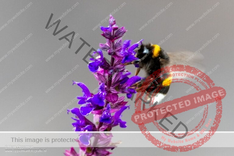 Aardhommel - Bambus Terrestris