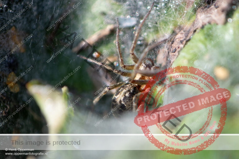 Gewone doolhofspin - Agelena labyrinthica